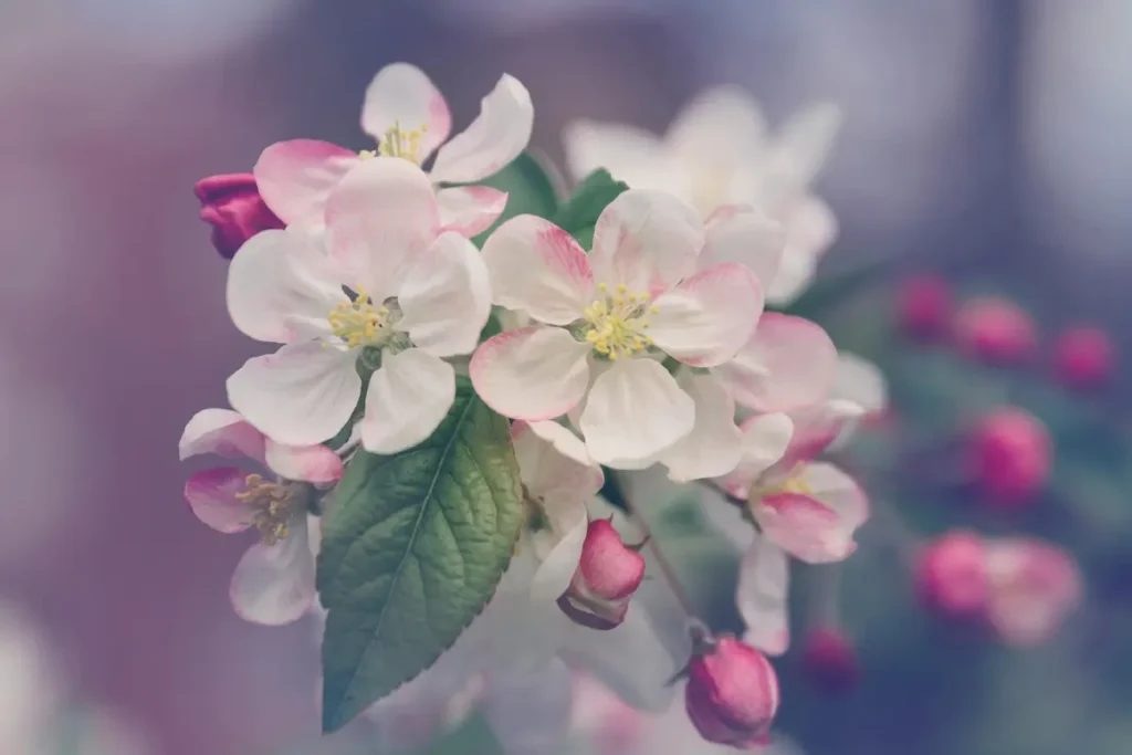 Cherry blossom in Japan